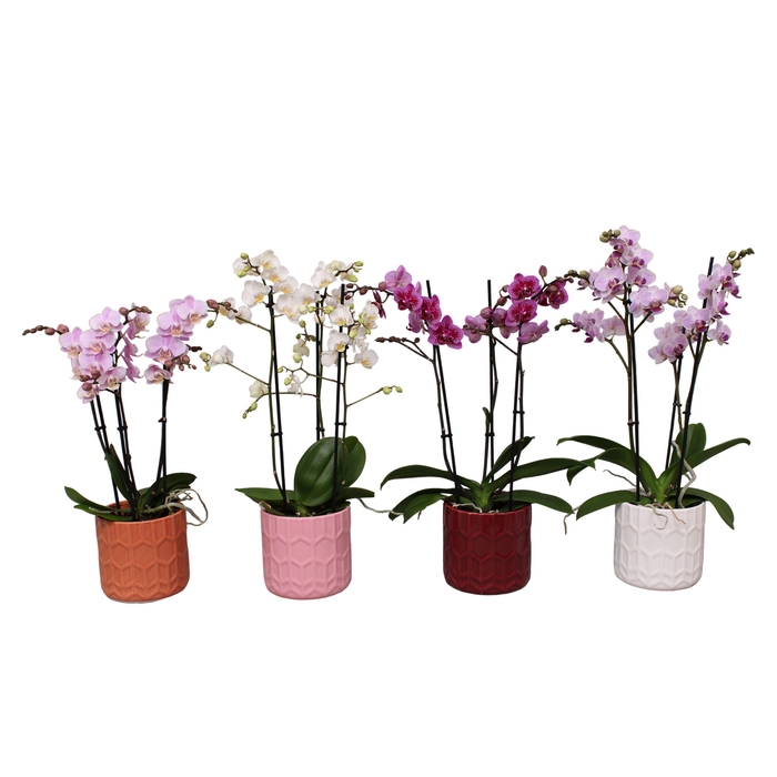 <h4>Phal. Multiflora 3-tak mix in keramiek BGC944 pot Hexagon</h4>
