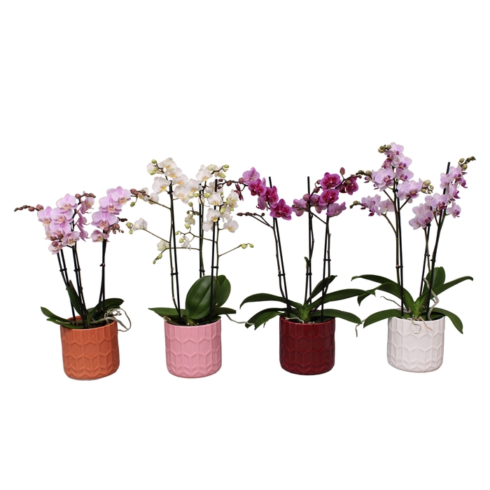 <h4>Phal. Multiflora 3-tak mix in keramiek BGC944 pot Hexagon</h4>