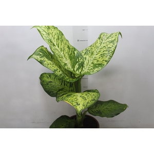 DIEFFENBACHIA SUNRISE P17