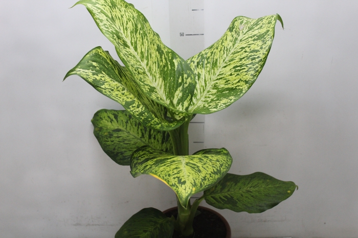<h4>DIEFFENBACHIA SUNRISE P17</h4>