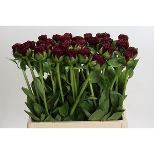 Paeonia Old Faithful