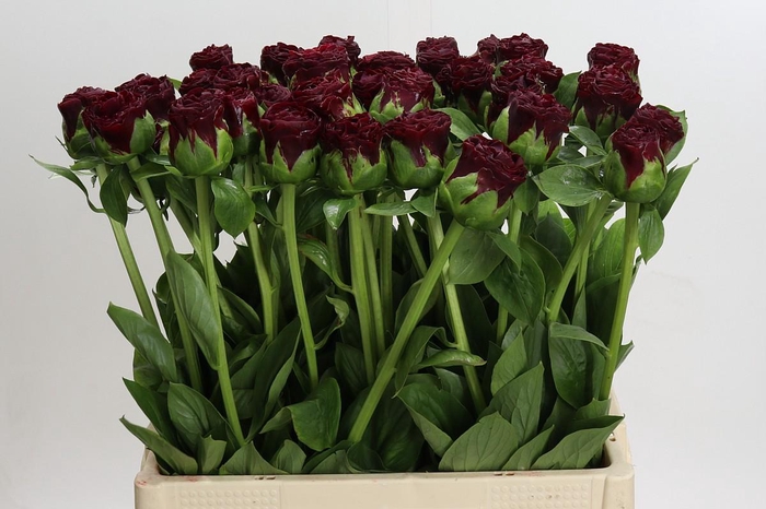 <h4>Paeonia Old Faithful</h4>