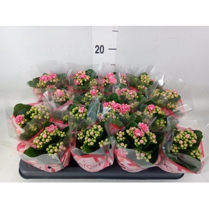 Kalanchoe blos. 'Calandiva Weaver'