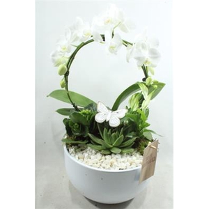 0989 BOOG White