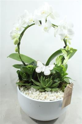 <h4>0989 BOOG White</h4>