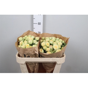 R Tr Yoga Trendsetter