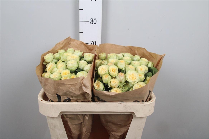 R Tr Yoga Trendsetter