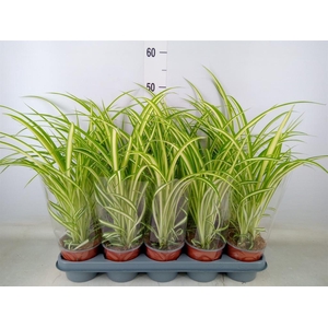 Chlorophytum com. 'Variegatum'