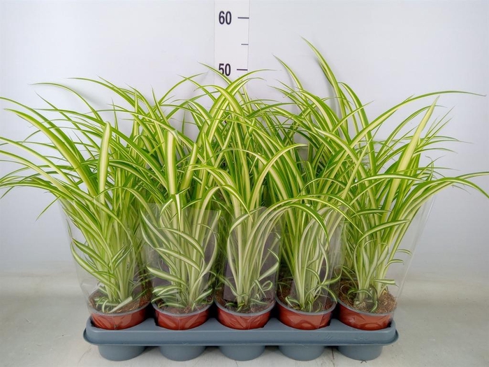 <h4>Chlorophytum com. 'Variegatum'</h4>