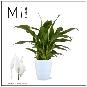 Spathiphyllum Chopin - 9cm in Laura Mimesis