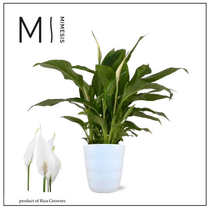 <h4>Spathiphyllum Chopin - 9cm in Laura Mimesis</h4>