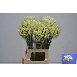 Agap Eyfori White