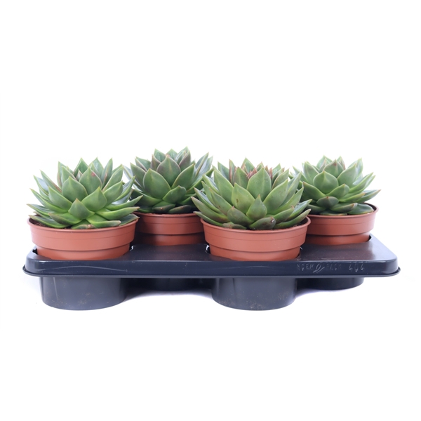 <h4>Echeveria agavoides 17 cm</h4>