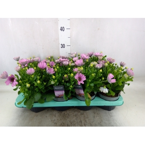 Osteospermum  'CapeDaisy Antiq Ros'