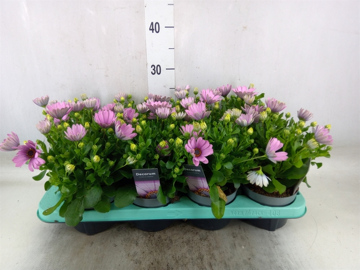 <h4>Osteospermum  'CapeDaisy Antiq Ros'</h4>