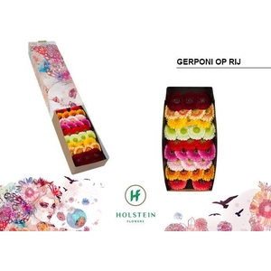 Germini Pomponi Mix Pomponi  Doos