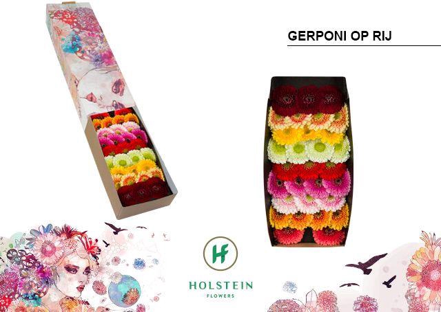 <h4>Germini Pomponi Mix Pomponi  Doos</h4>