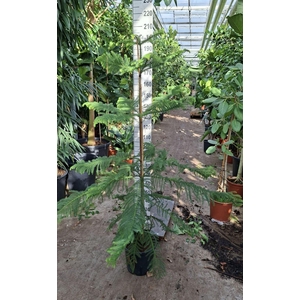 Araucaria heterophylla