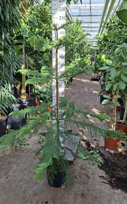 <h4>Araucaria heterophylla</h4>