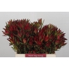 Leucadendron Blush Spray