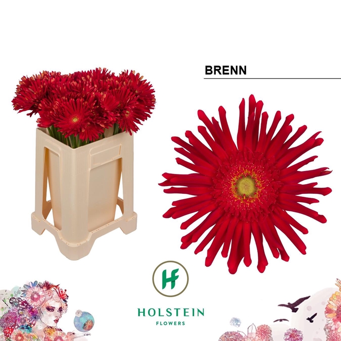 <h4>GE KV GERPASTA BRENN</h4>