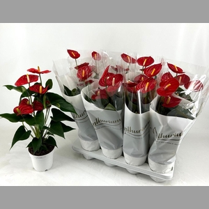 ANTHU AN RED CHAMPIO