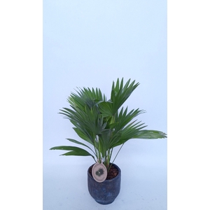 Livistona in Pot Dave earth D14