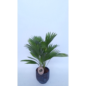 Livistona in Pot Dave earth D14