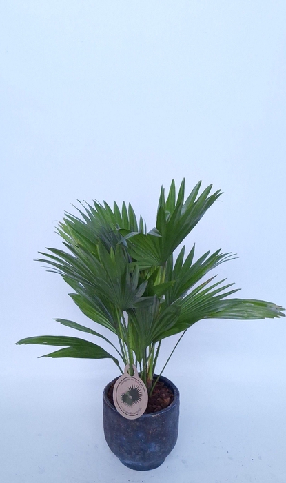 <h4>Livistona in Pot Dave earth D14</h4>