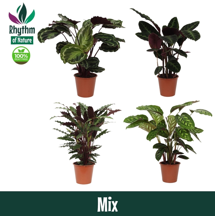 <h4>Calathea 19cm gemengd - Rhythm of Nature</h4>
