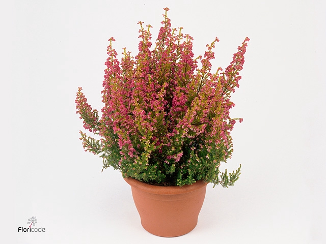 Erica gracilis 'Cinderella'