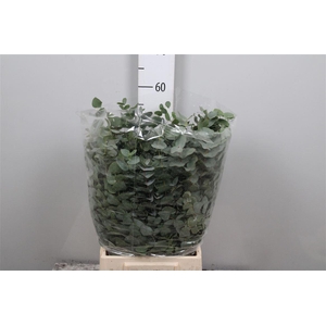 Euc Cinerea Short Extra