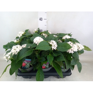 Pentas lanceolata 'Starclust White'