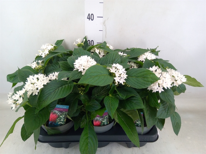 <h4>Pentas lanceolata 'Starclust White'</h4>