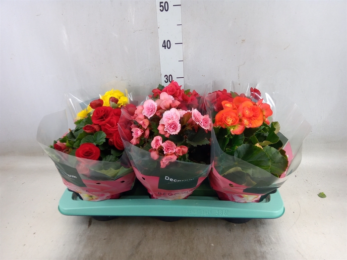 <h4>Begonia elat. DU   ...mix</h4>