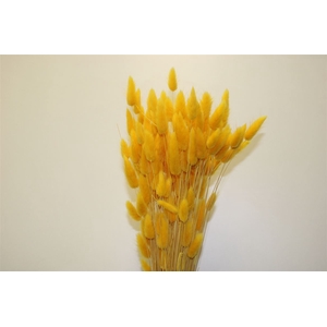 Dried Lagurus Yellow