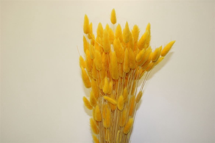 <h4>Dried Lagurus Yellow</h4>