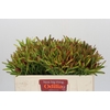Leucadendron Ayoba Cherry Pearl
