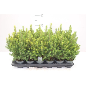 Picea Gl Perfecta
