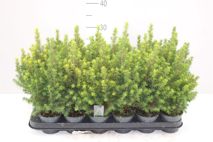 <h4>Picea Gl Perfecta</h4>