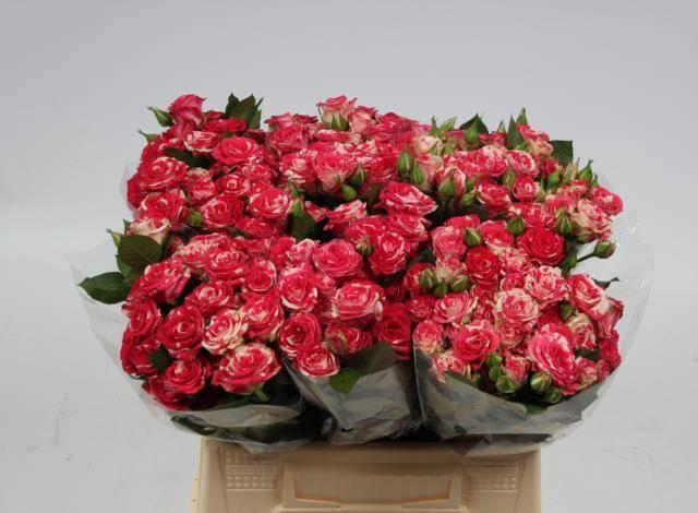 <h4>R TR FIREWORKS</h4>