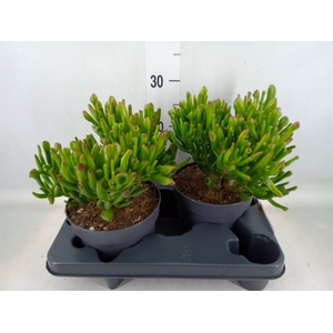 Crassula ovata 'Gollum'