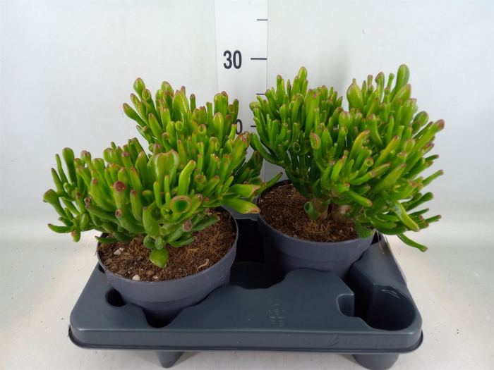 <h4>Crassula ovata 'Gollum'</h4>