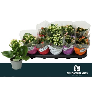 KALAN CALAN MIX GOODIE