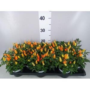 Capsicum annuum 'Acapulco Multicol'