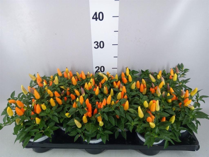 <h4>Capsicum annuum 'Acapulco Multicol'</h4>