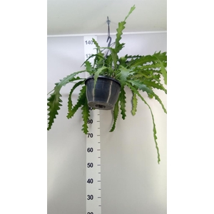 Epiphyllum anguliger