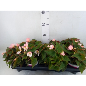 Begonia boliv. 'Angel Pink'