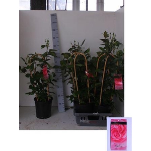 Rosa Fl Dolce Select