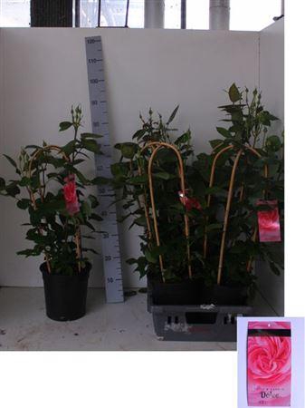 <h4>Rosa Fl Dolce Select</h4>